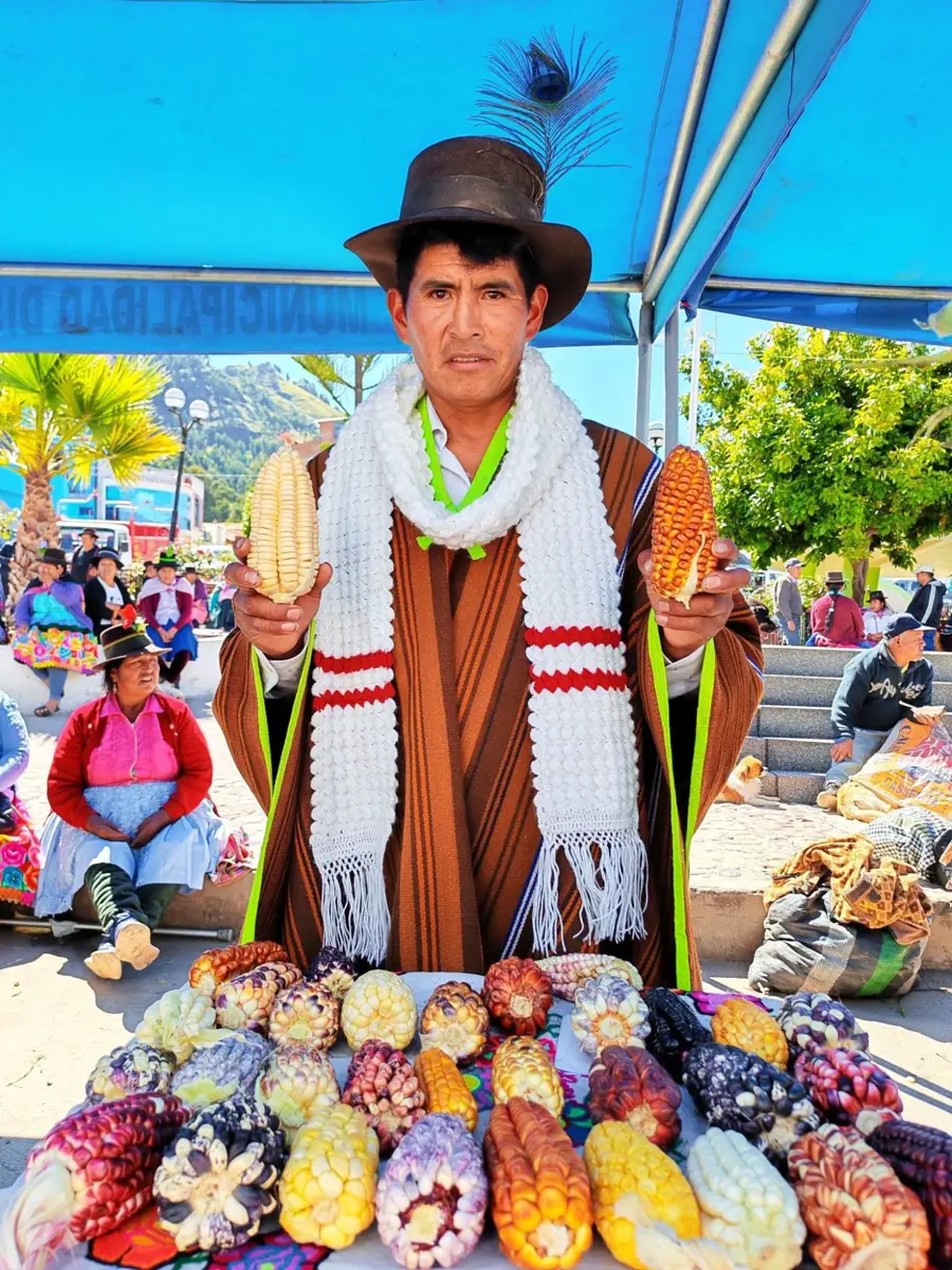 Agricultor con poncho y sombrero mostrando mazorcas de maíz nativo de colores en una feria de Pomabamba, Ayacucho